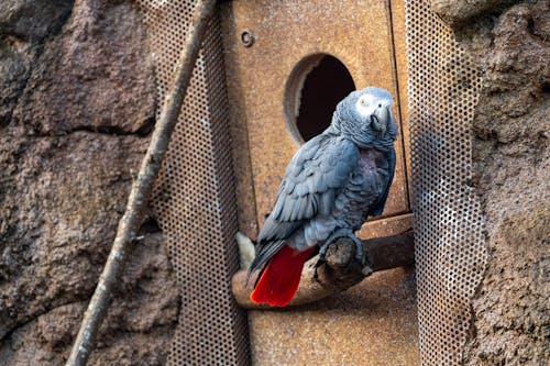 A bird sitting on top of a wooden box