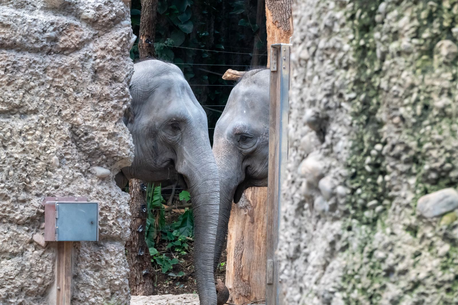 Go early — by 11 a.m. half the animals are smart enough to be hiding from the heat too.