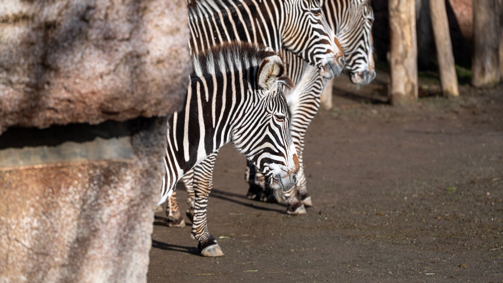 Zoo di Berlino: biglietti, orari e consigli per organizzare la visita
