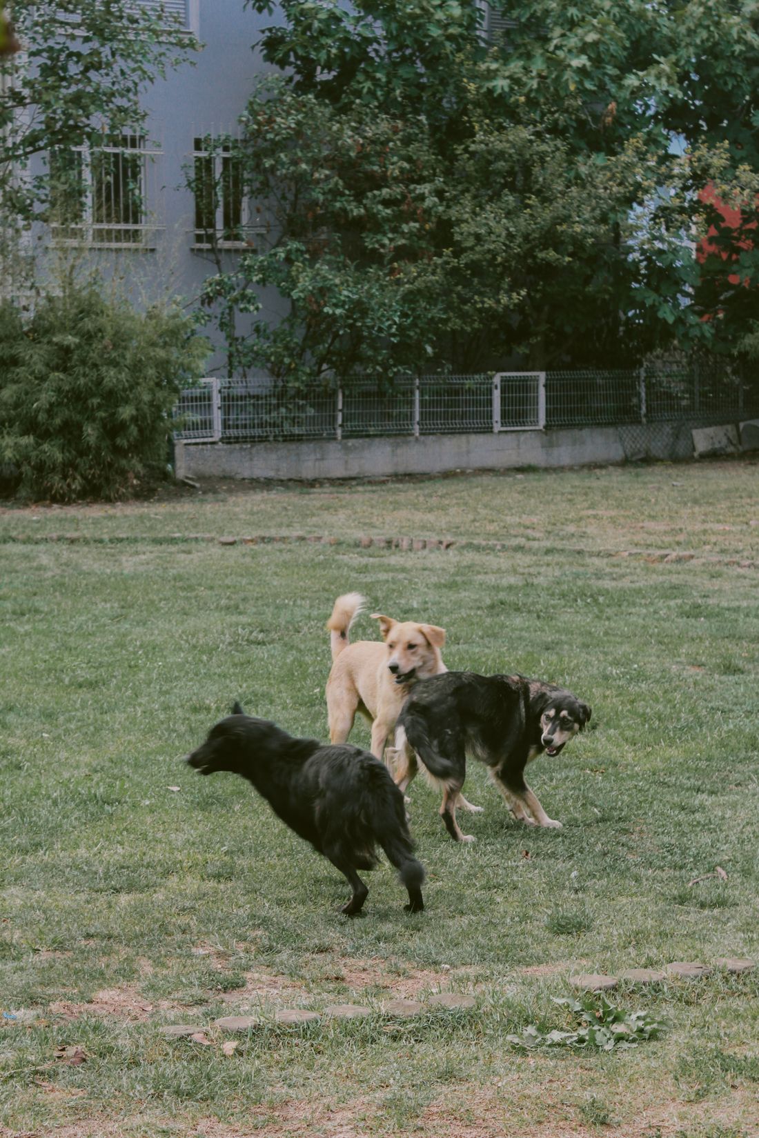 Tres perros jugando juntos en el pasto