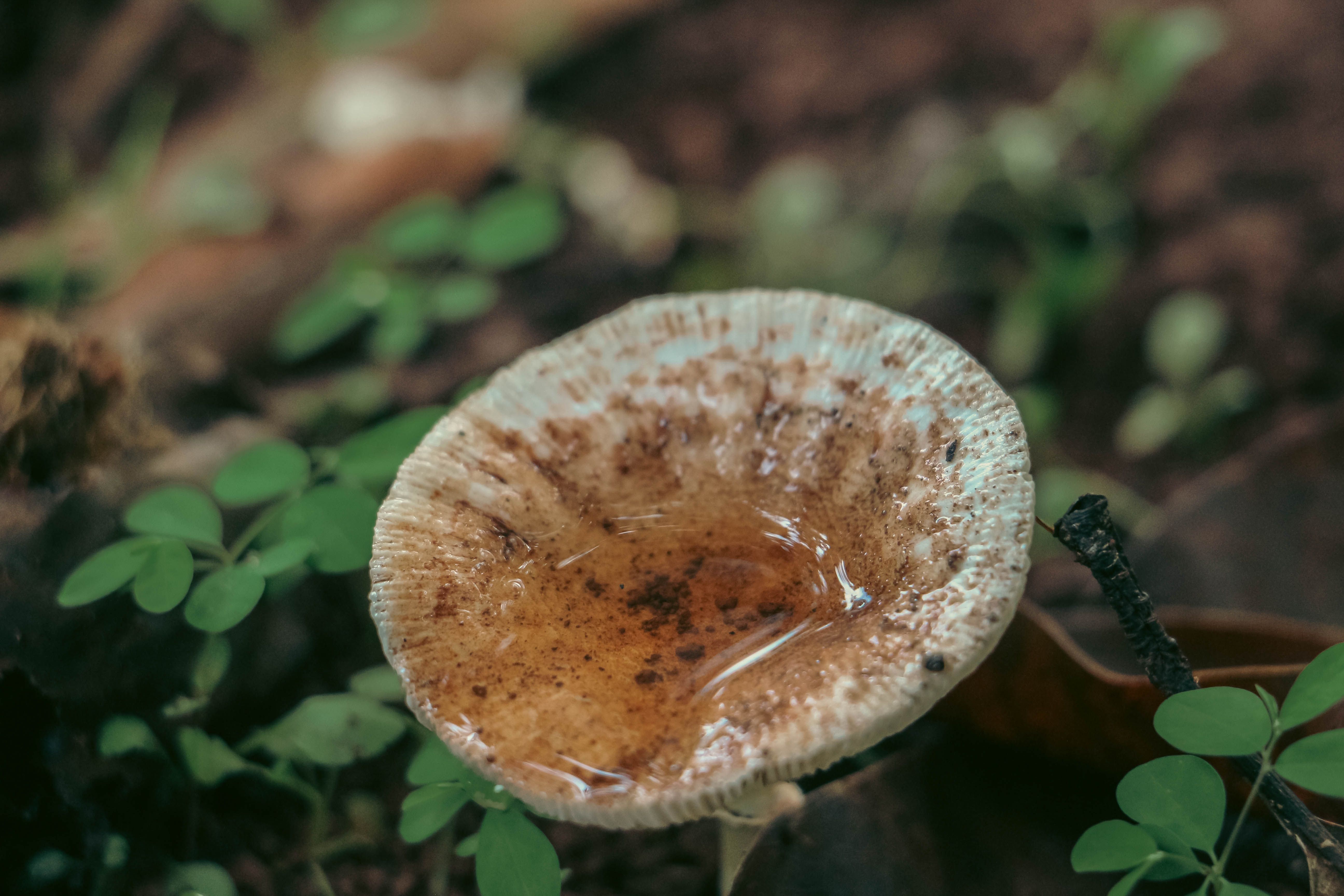 Detailed view of a concave milkcap mushroom surrounded by forest litter, with water collected on top.