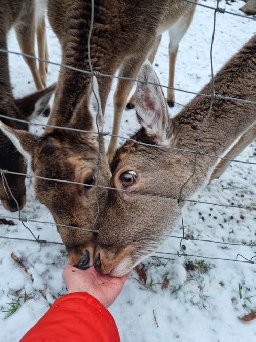 Ilmainen kuvapankkikuva tunnisteilla eläinkuvaus, henkilö, kädet ihmisen kädet