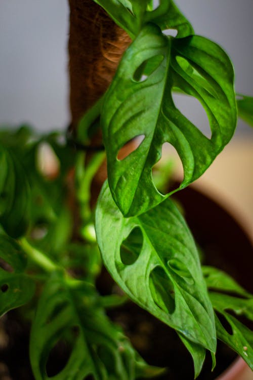 Gratis stockfoto met groene planten, hangende plant, kamerplant