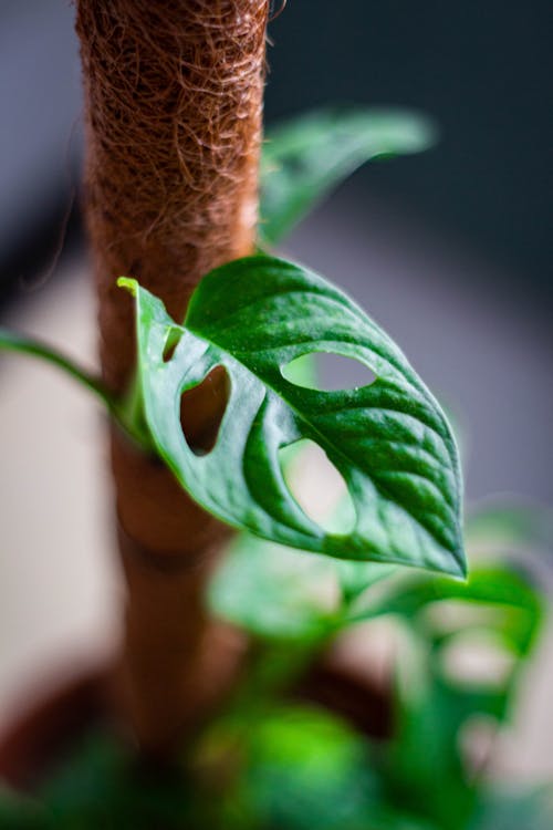 Gratis stockfoto met groene planten, hangende plant, kamerplant