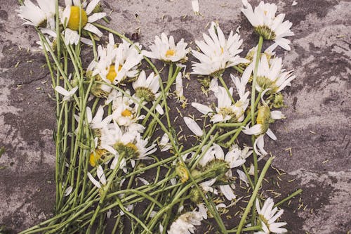 White Flowers