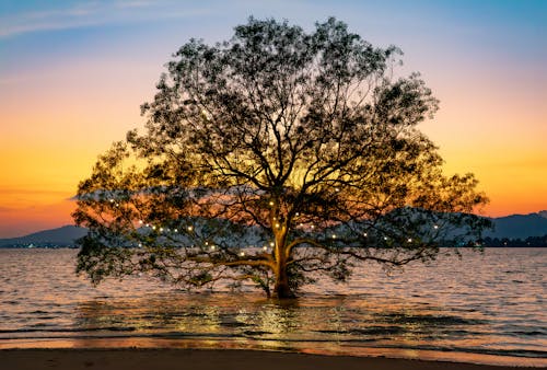 Tree with Lights in Lake at Dawn
