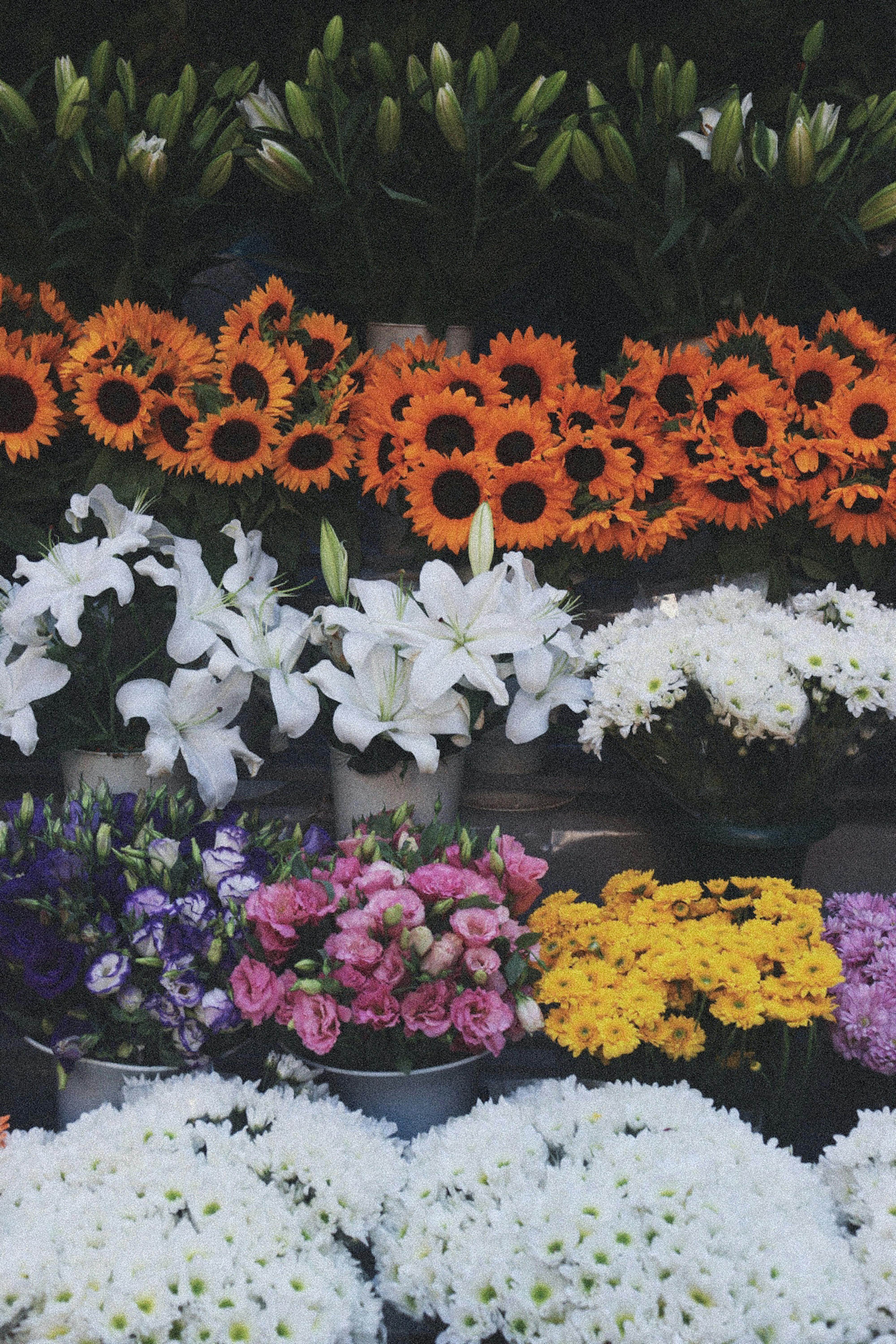[ColoSach]-vibrant-assortment-of-sunflowers-and-lilies-at-a-flower-market-in-istanbul.