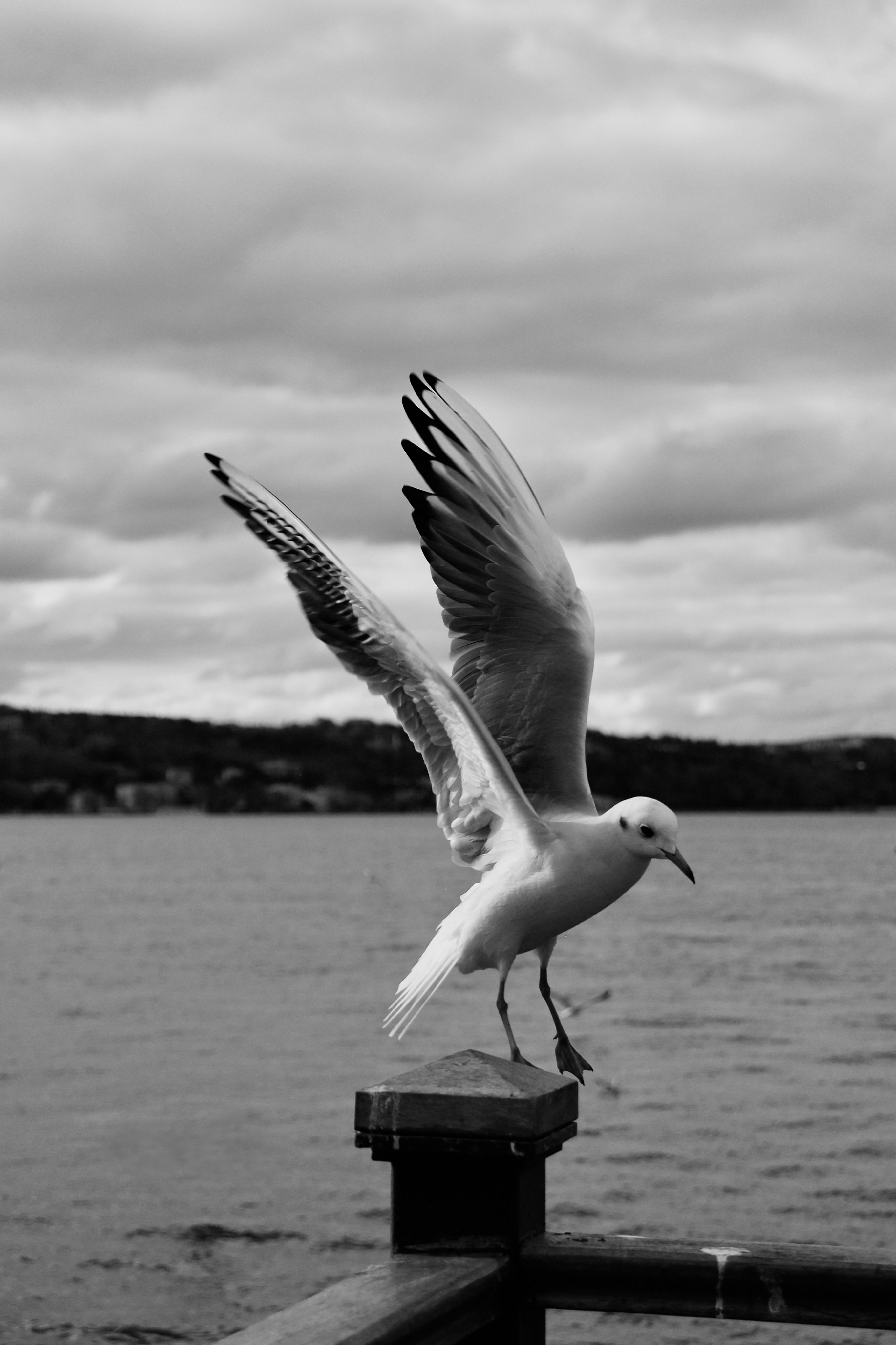 Black and White Photography of a Seagull · Free Stock Photo
