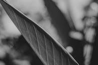黑白特写的树叶艺术，在自然环境中展现了细致的纹理