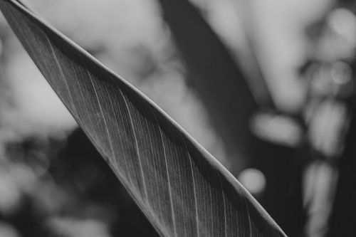 Free Artistic black and white close-up of a leaf showing detailed veins in a natural setting. Stock Photo
