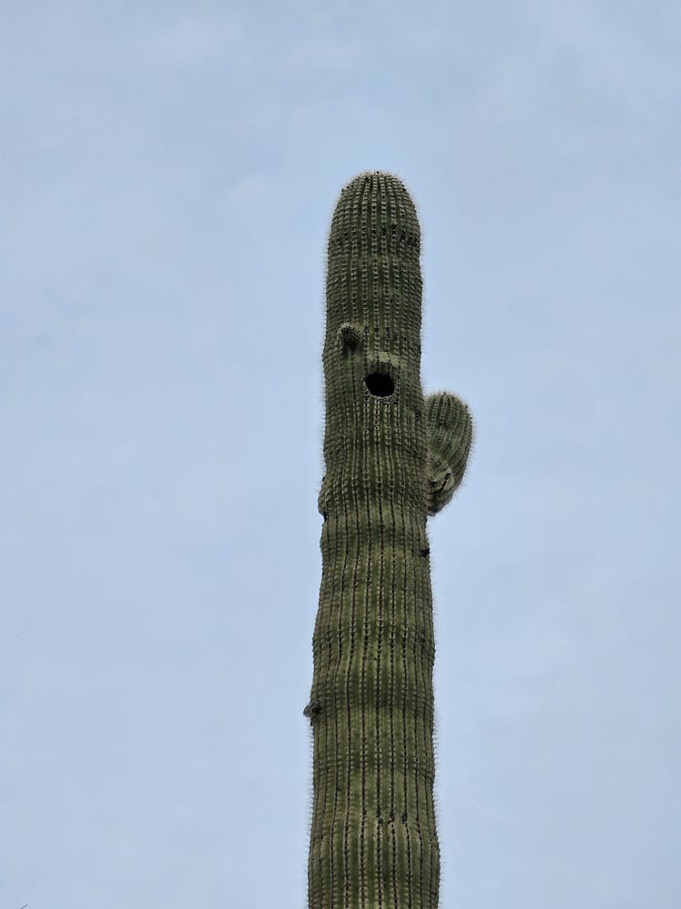 Tall Cactus Against The Sky