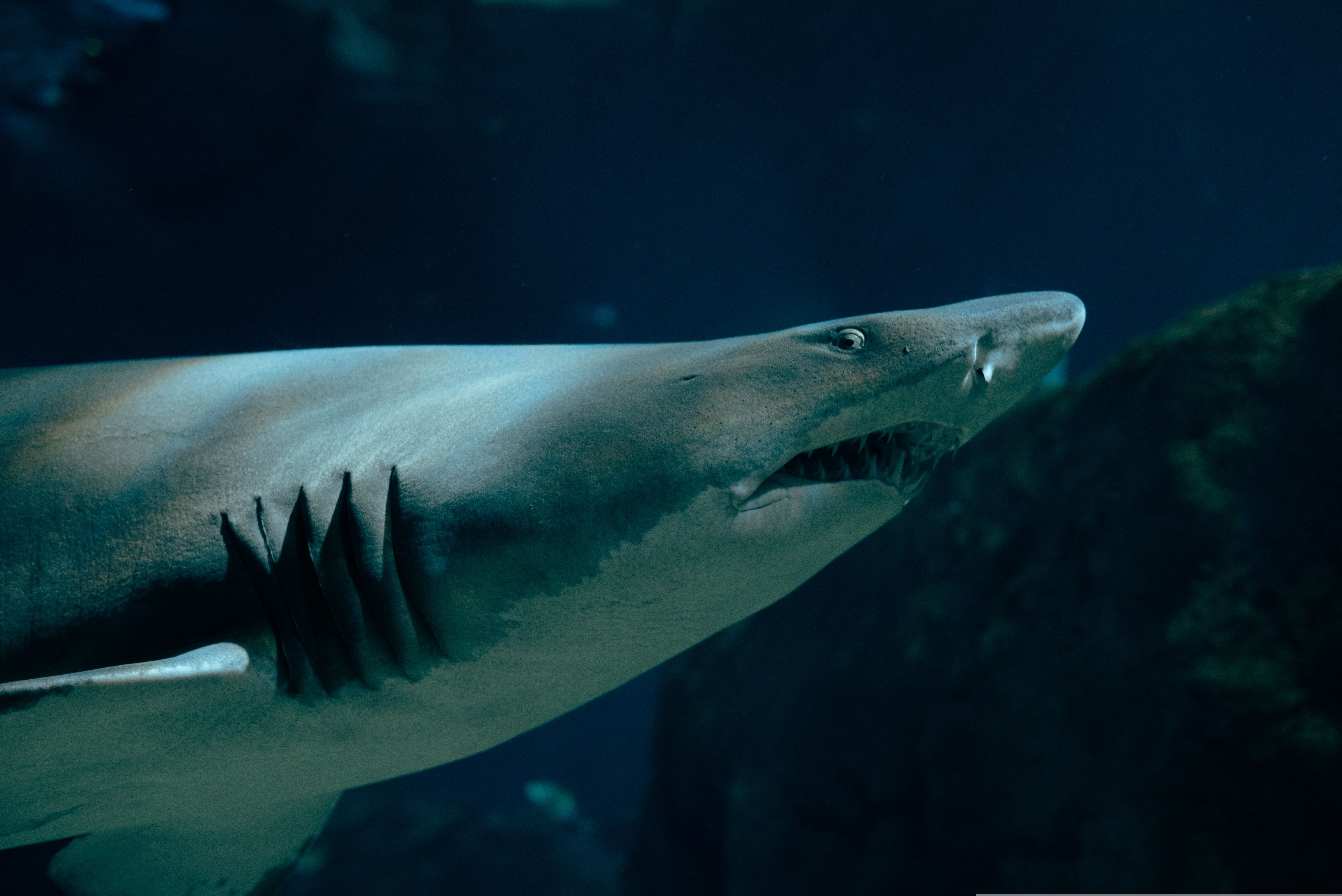 Dramatic close-up of a sand tiger shark swimming gracefully underwater, showcasing its sharp teeth.