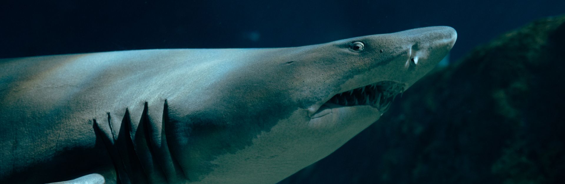 Dramatic close-up of a sand tiger shark swimming gracefully underwater, showcasing its sharp teeth.