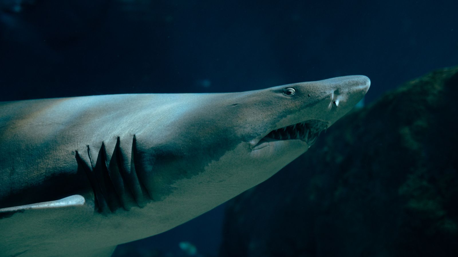 Shark in close up, Guinea-Bissau