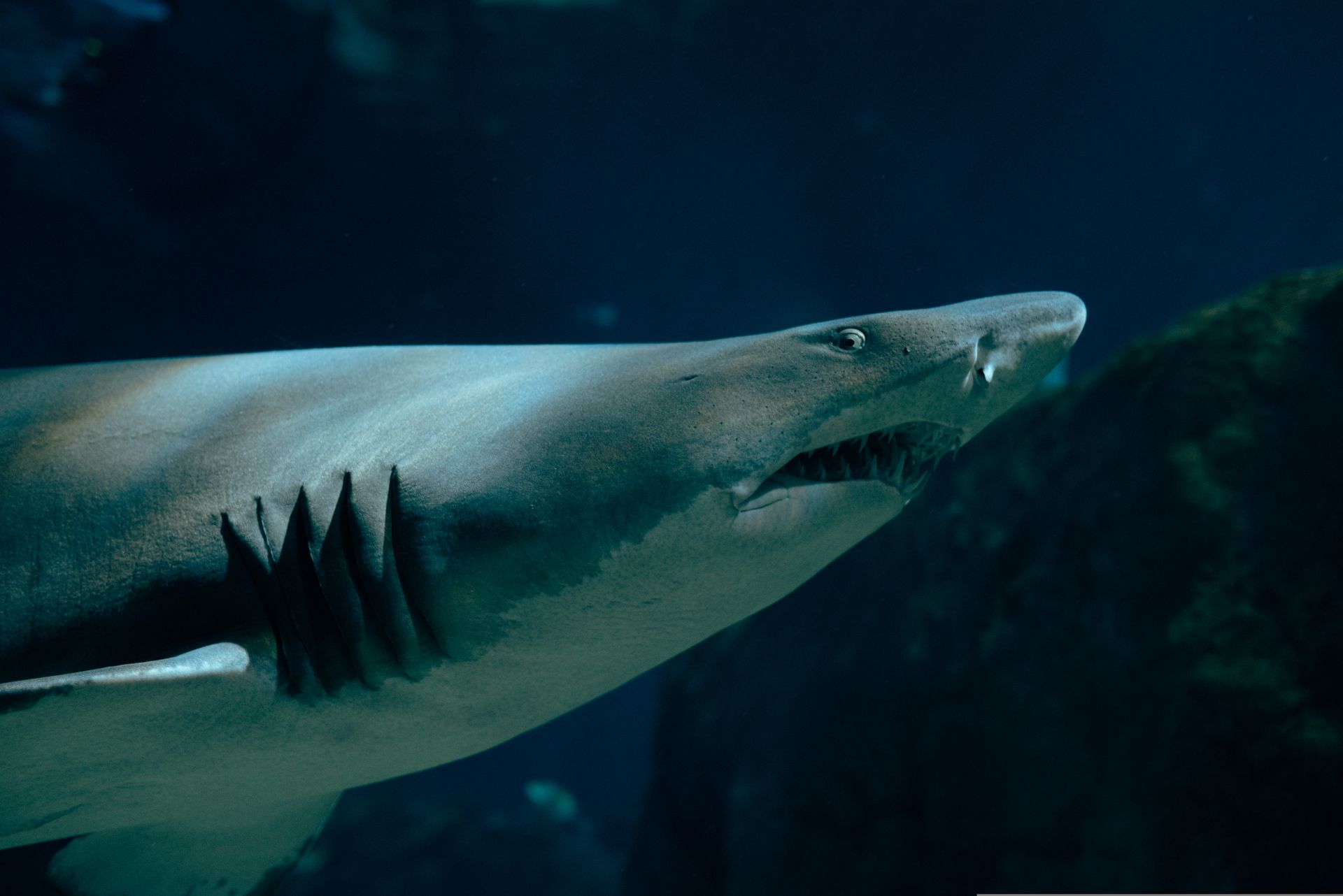 Dramatic close-up of a sand tiger shark swimming gracefully underwater, showcasing its sharp teeth.