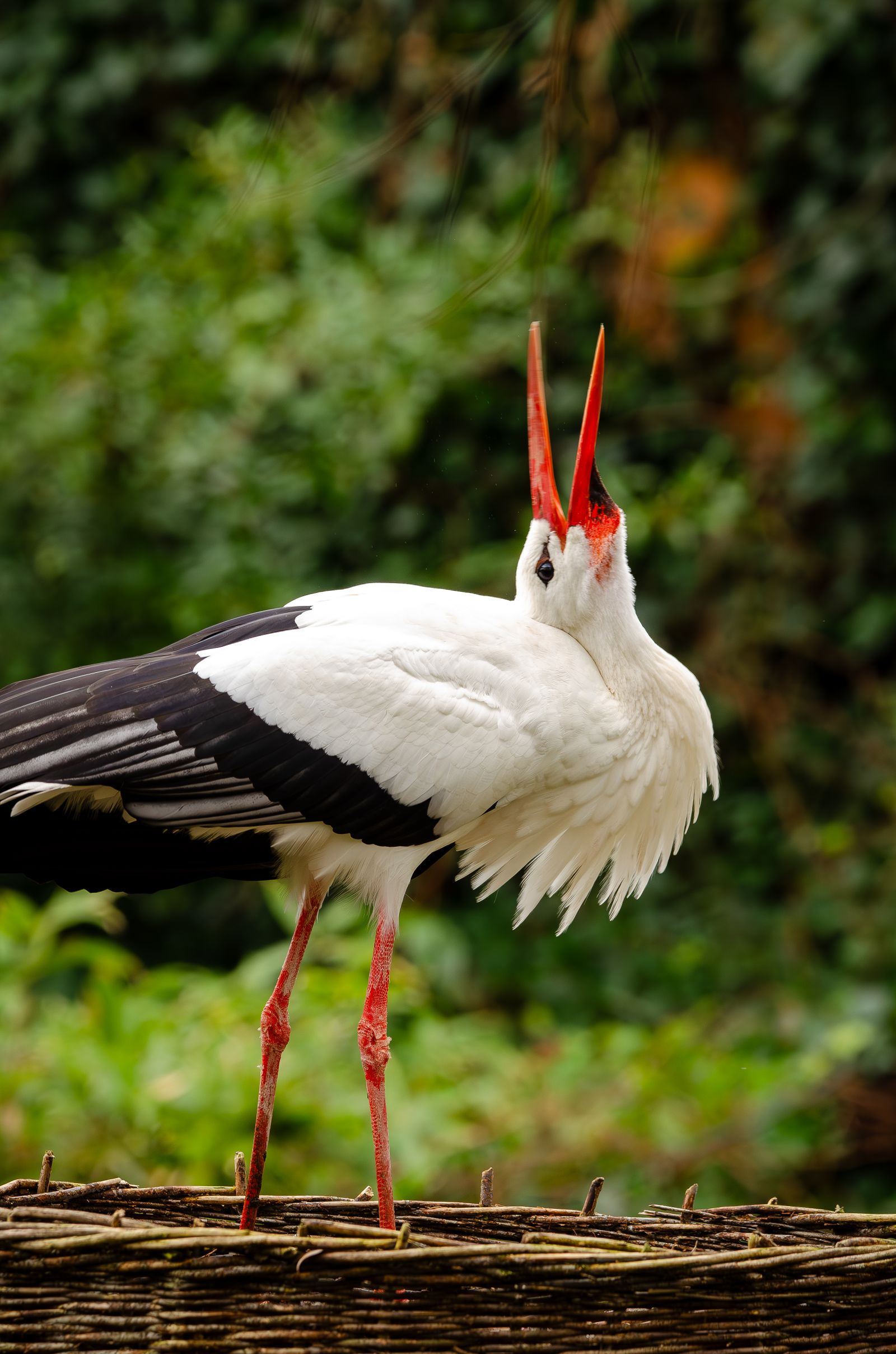 Storks Sing Birds Singing Photos, Download The BEST Free Birds Singing Stock Photos ...