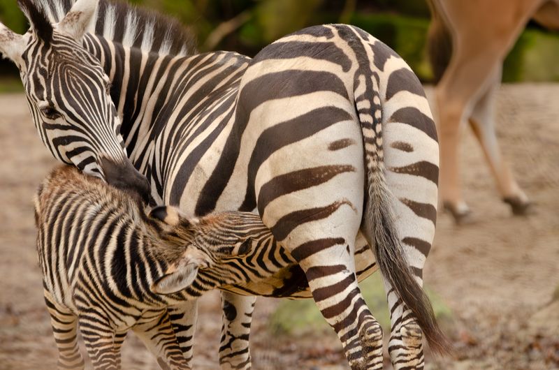A zebra foal feeding from its mother in a natural setting, showcasing wildlife beauty.