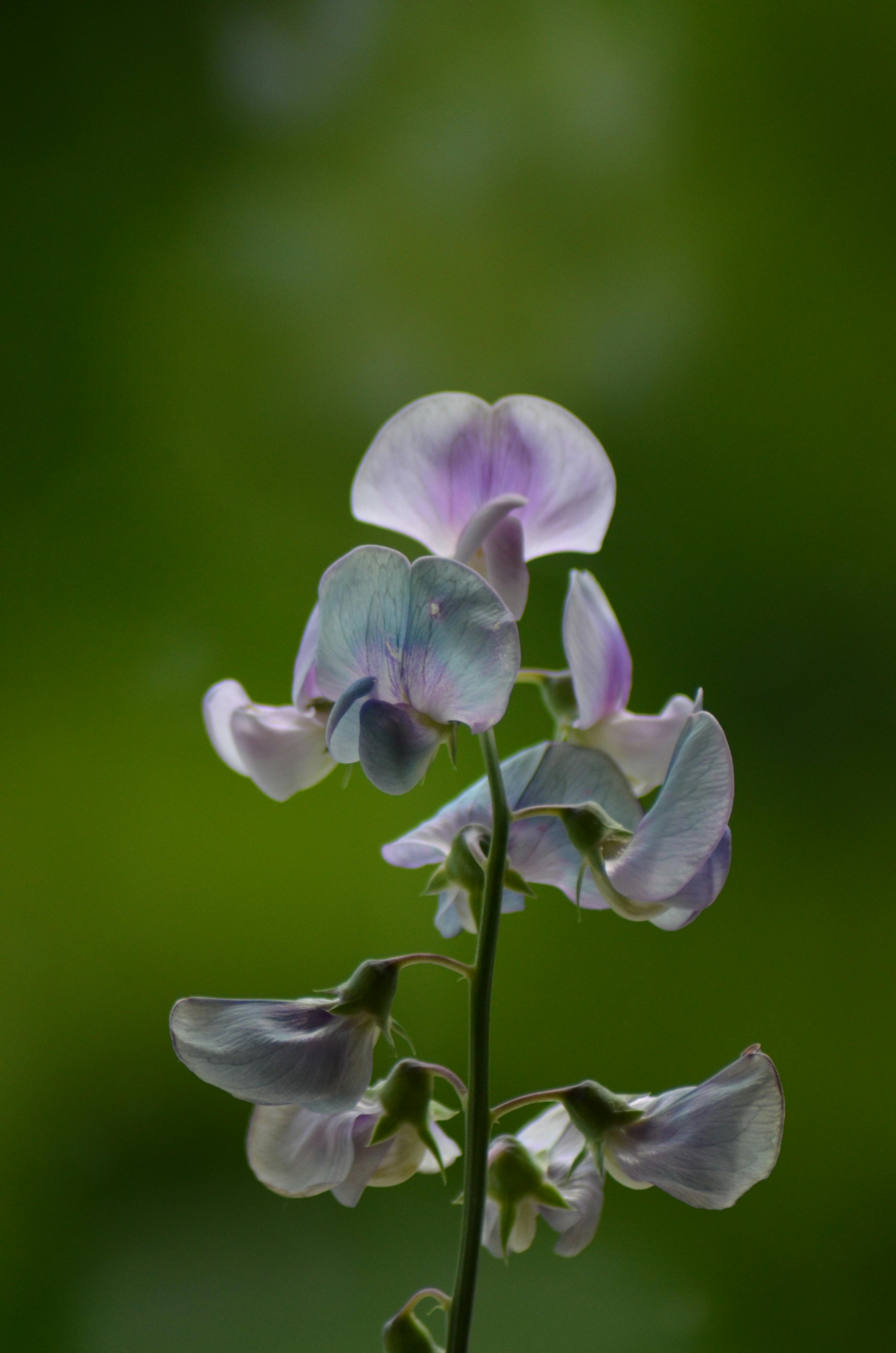 The Secret to Perfect Sweet Peas: Expert Tips for Massive Blooms