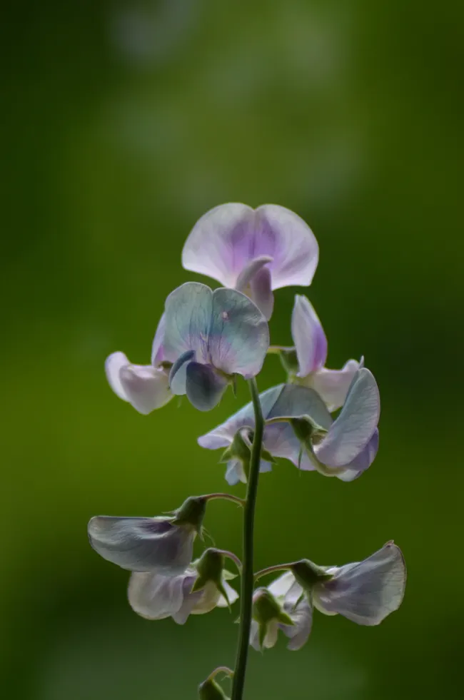 The Secret to Perfect Sweet Peas: Expert Tips for Massive Blooms