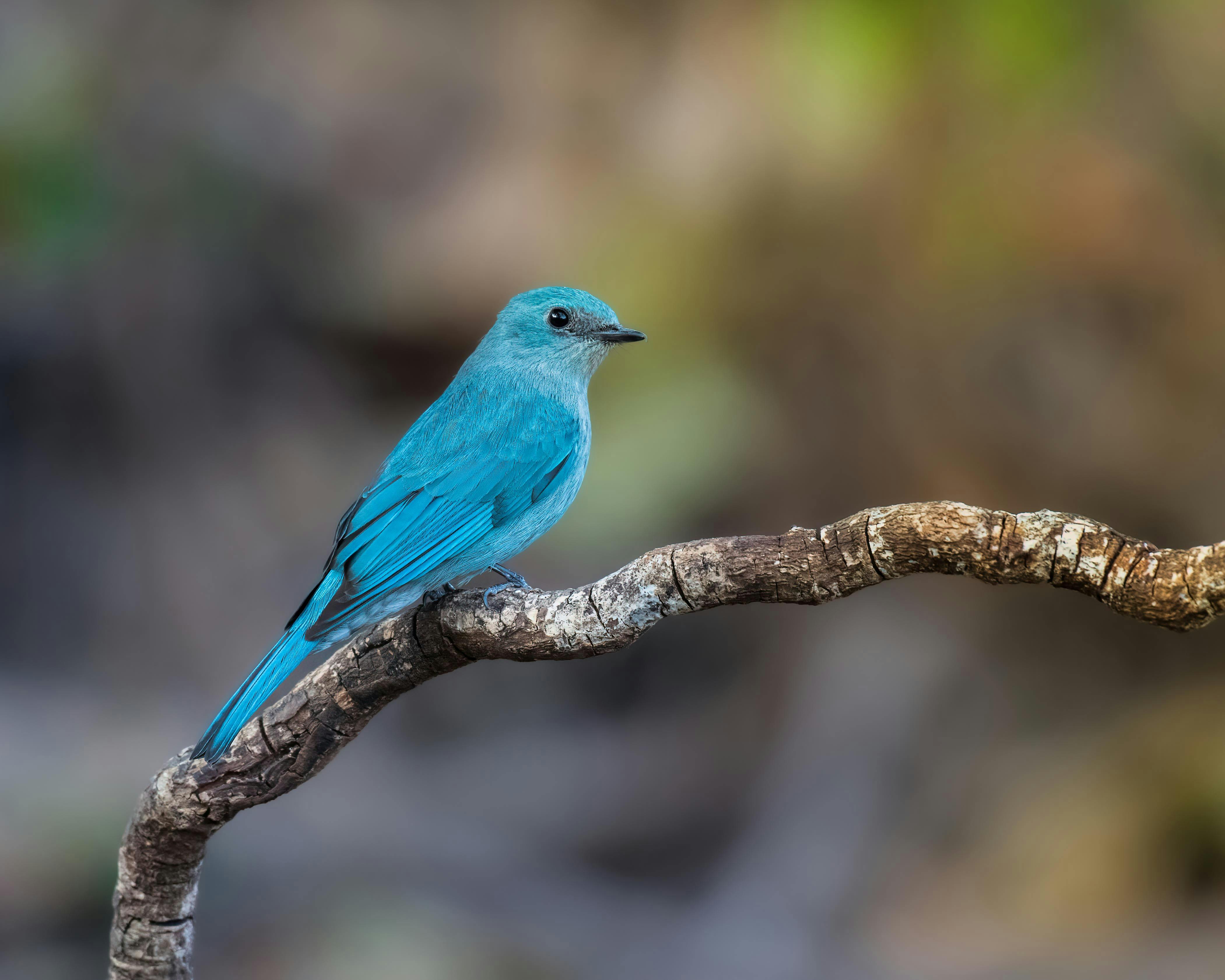 blue flycather perching on a branch