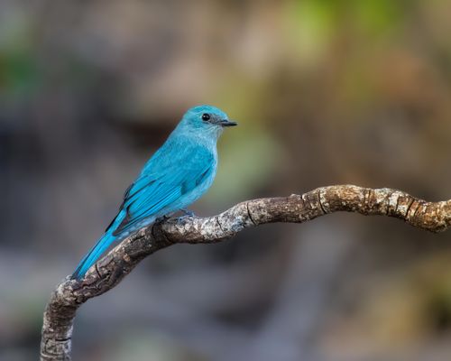 Free A striking blue bird sits gracefully on a branch in a natural setting, ideal for wildlife enthusiasts. Stock Photo
