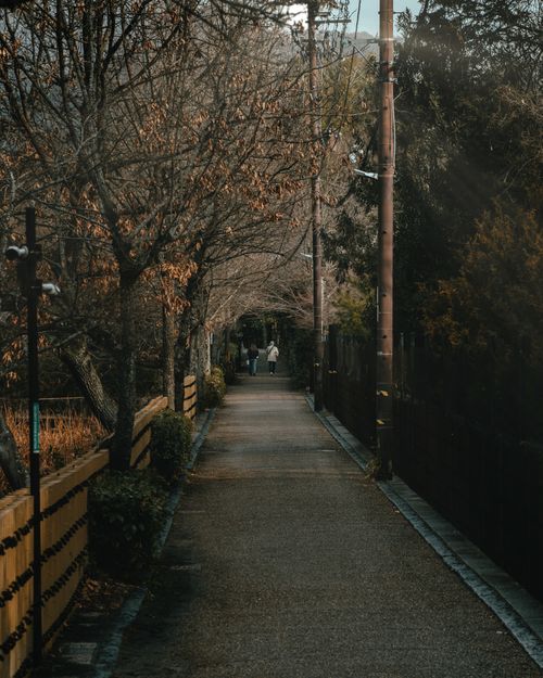 Free Peaceful autumn walkway lined with trees and soft light hinting at tranquility. Stock Photo
