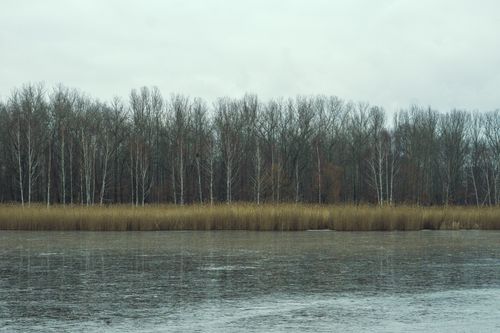 Free Serene view of a lake with leafless trees and overcast sky, peaceful winter scenery. Stock Photo