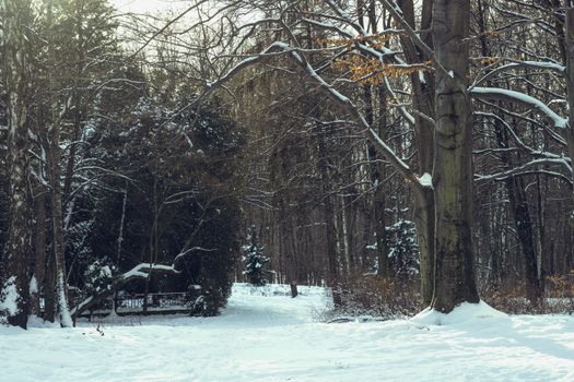 Serene winter scene of a snowy forest with bare trees and subtle sunlight.