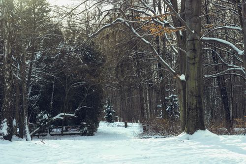 Free Serene winter scene of a snowy forest with bare trees and subtle sunlight. Stock Photo