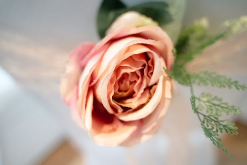 Close-up of a Pink Rose 