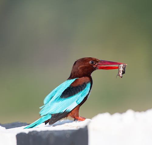 Close-up of a White-throated Kingfisher Holding a Fish in the Beak 