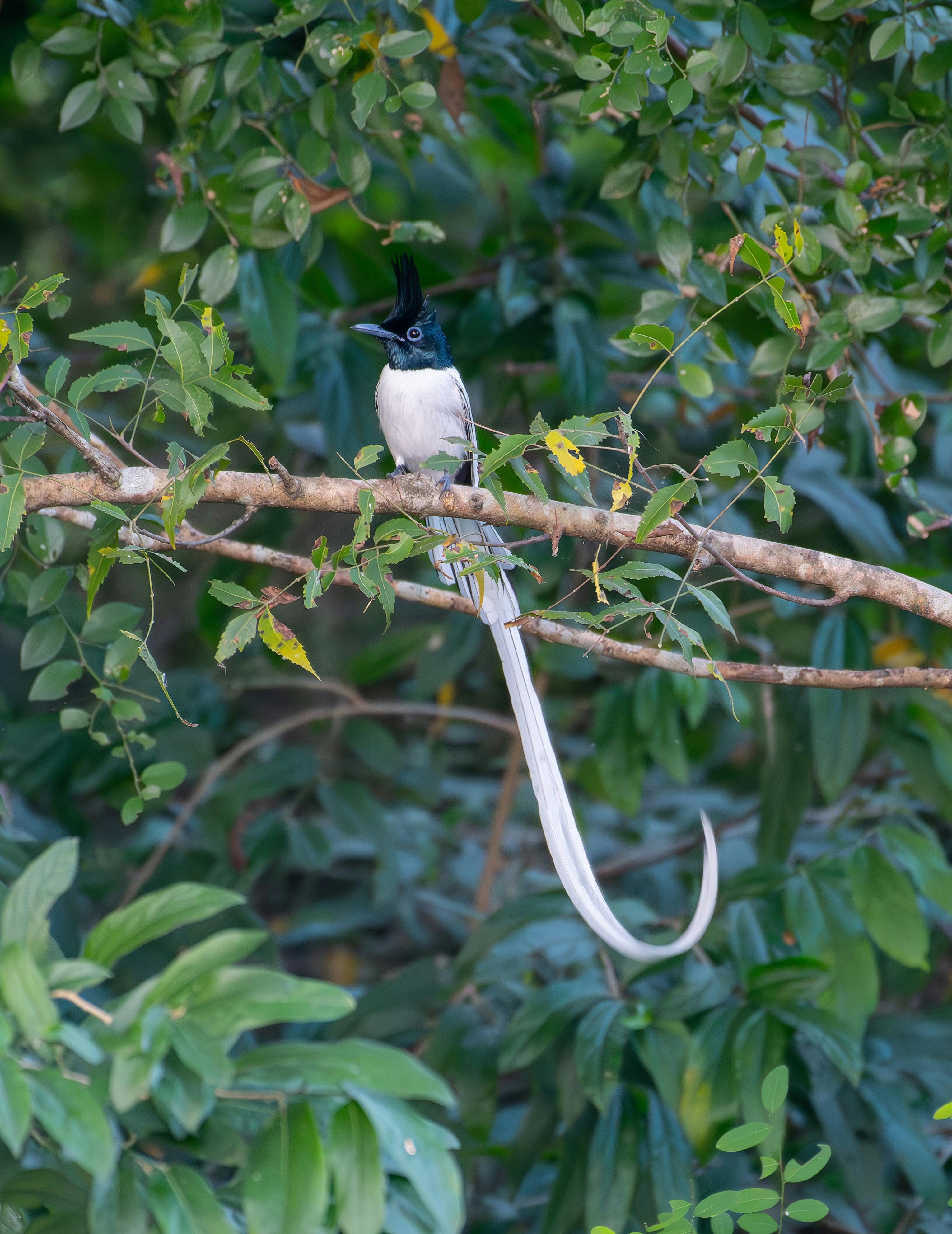 indian paradise flycatcher bird