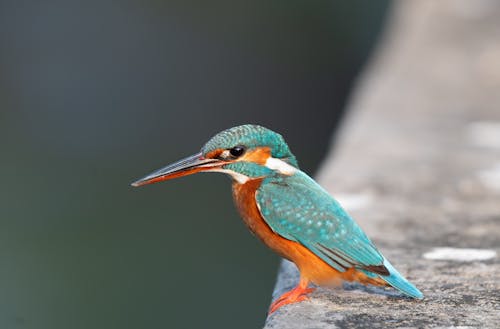 Photos gratuites de martin-pêcheur, mise au point sélective, mur