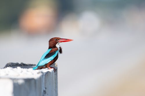 A bird perched on a fence