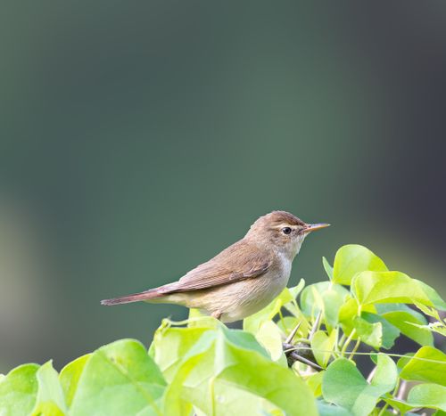 Free A warbler perched on vibrant green leaves, showcasing its delicate features in natural sunlight. Stock Photo