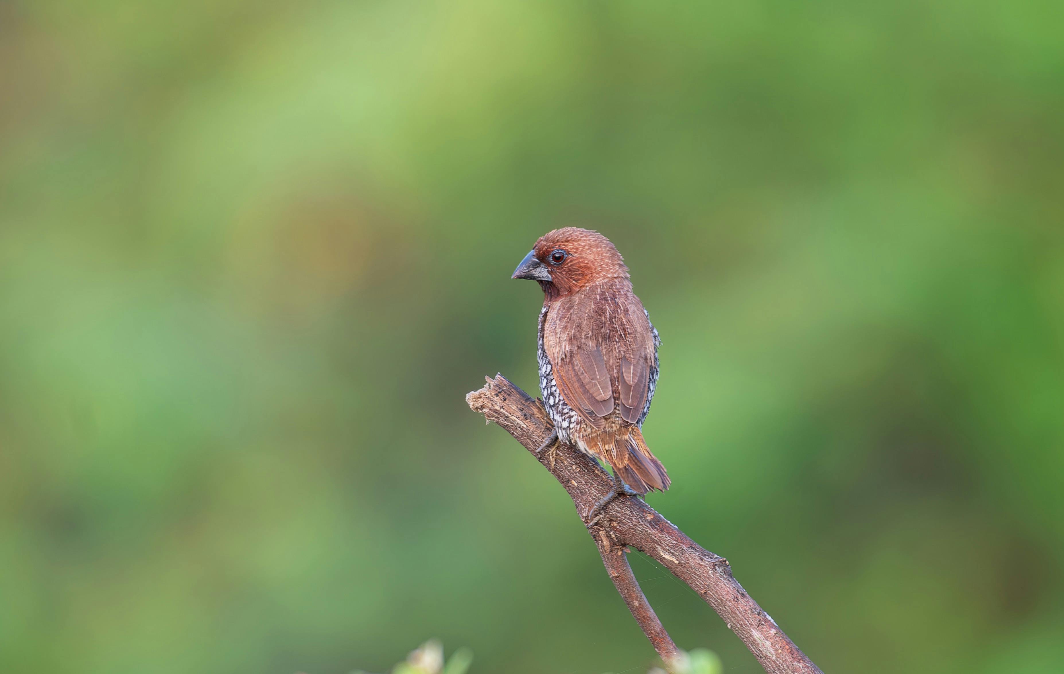 spotted munia bird