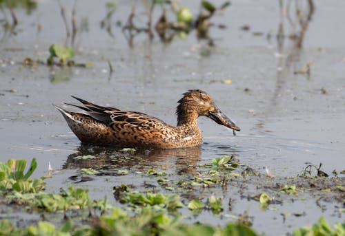 Duck in Nature