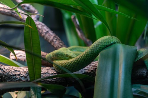 Green Snake under Plant