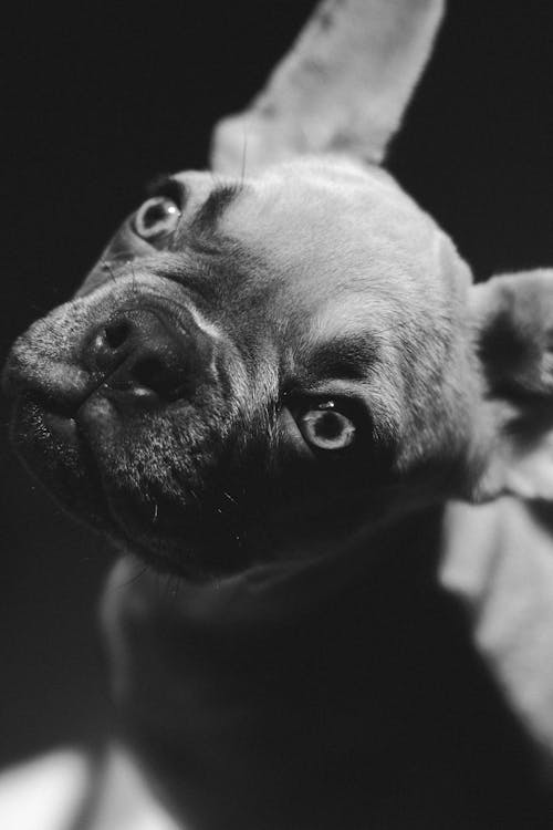 Photos gratuites de bouledogue français, chien, regard