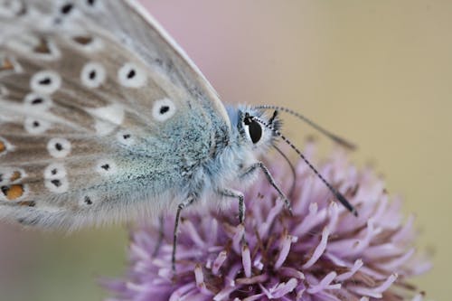 Gratis arkivbilde med blomst, natur, nektar