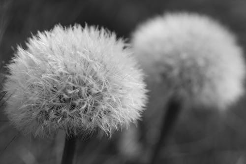 Gratis arkivbilde med ball av frø, blomster, sommer