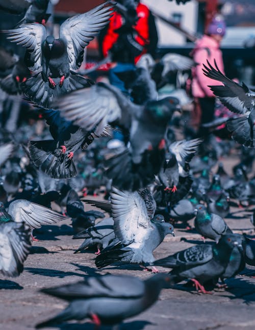 Flock of Pigeons on Pavement