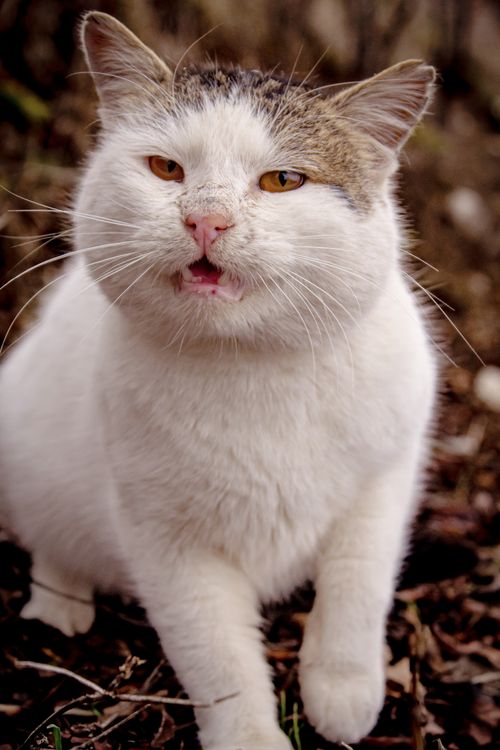 Free Charming white cat with attentive expression in a natural outdoor setting. Stock Photo