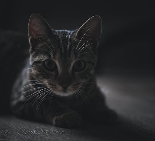 Free Cat Lying Down in Darkness Stock Photo