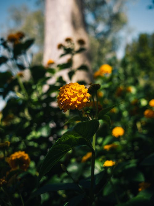 Yellow Flower in Nature