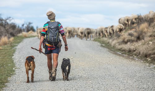 Man Walking with Dogs and Sheep on Dirt Road