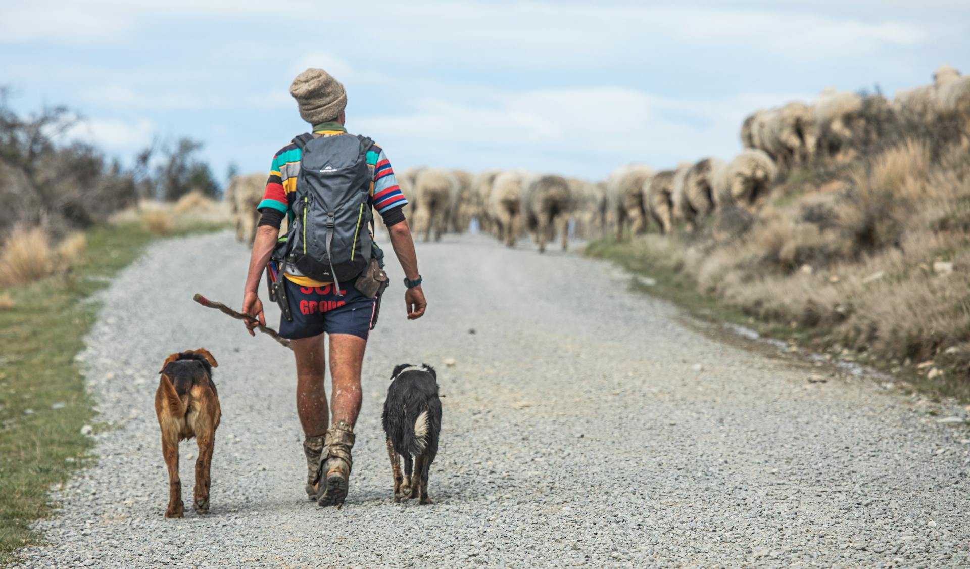 Een man loopt met honden en schapen over een vuil weg