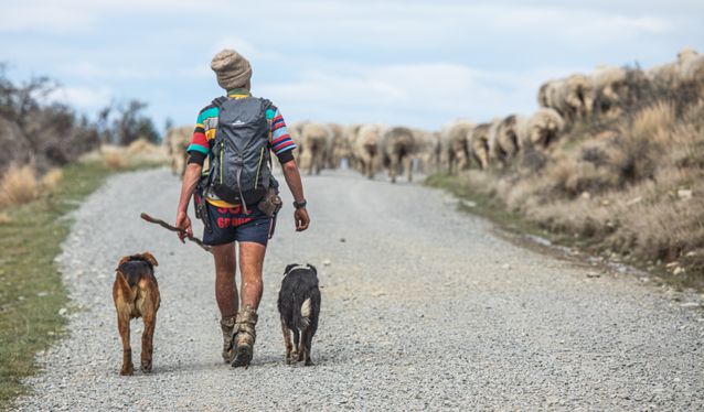 Herding Group Characteristics And Breed Standards Explained