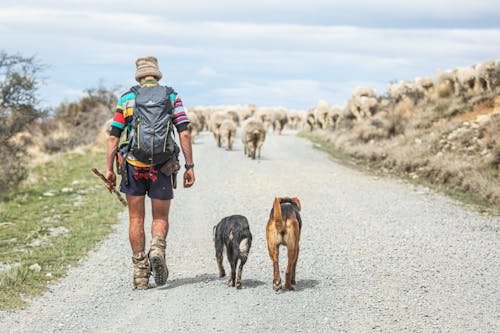 Man with Backpack Walking with Dogs and Sheep on Dirt Road