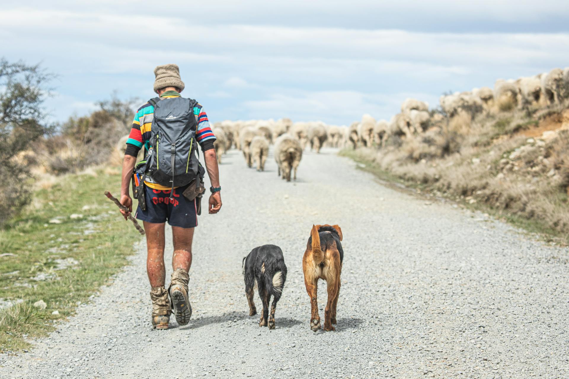 Een man met een rugzak loopt met honden en schapen over een vuil weg